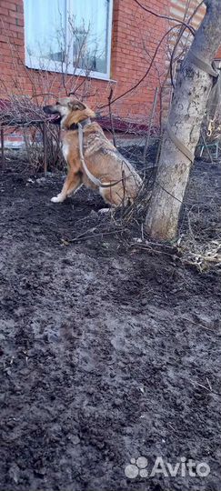 Собаки бесплатно в добрые руки