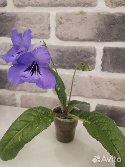 Стрептокарпус