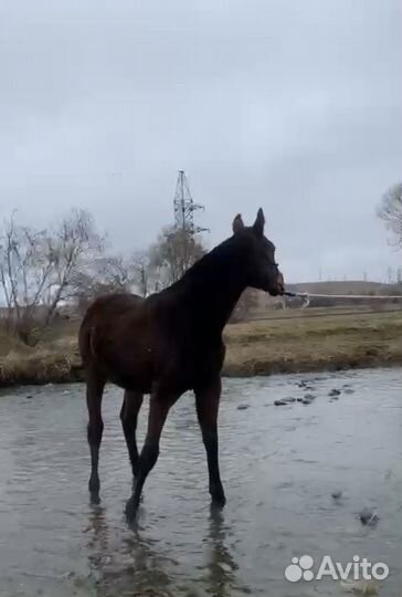 Английский жеребец