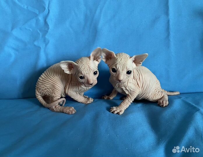 Канадский сфинкс