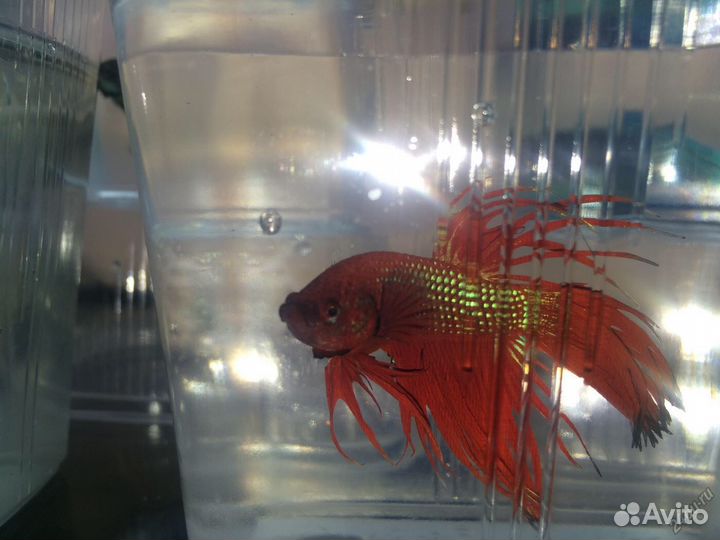 Петушки Корона, Дельта, Вуалехвост