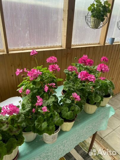 Пеларгония герань