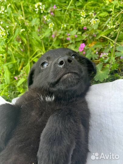 Щенок из приюта Эми 2 месяца