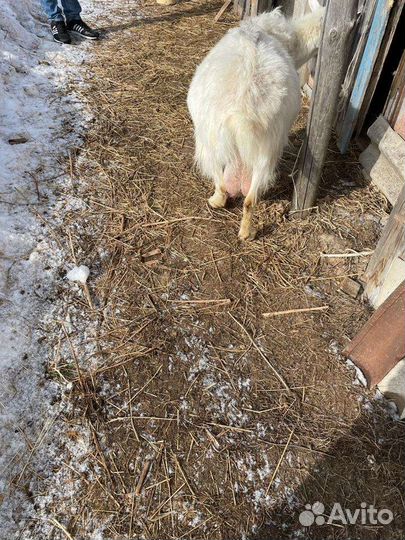 Продаю дойных козочек и козлят