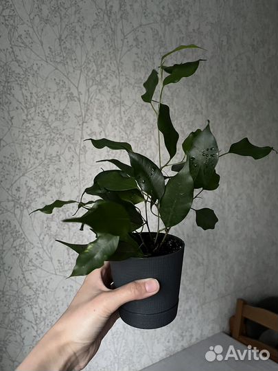 Фикус бенджамина