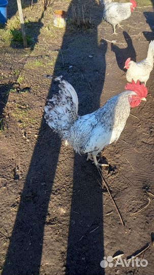 Продаются петухи разных пород
