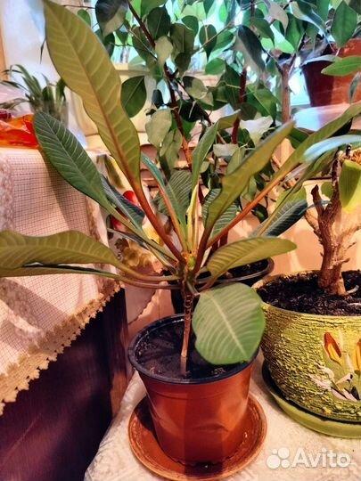 Молочай (Эуфорбия)