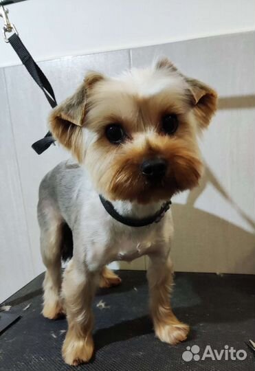 Стрижка собак породы Йоркширский терьер