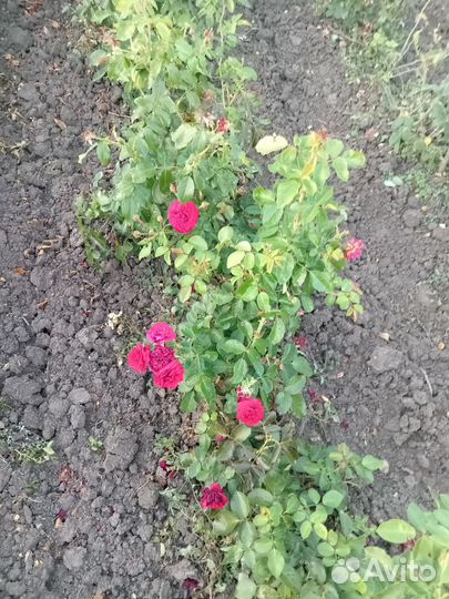 Саженцы роз