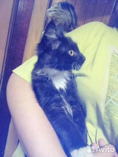 Котенок в очень добрые руки