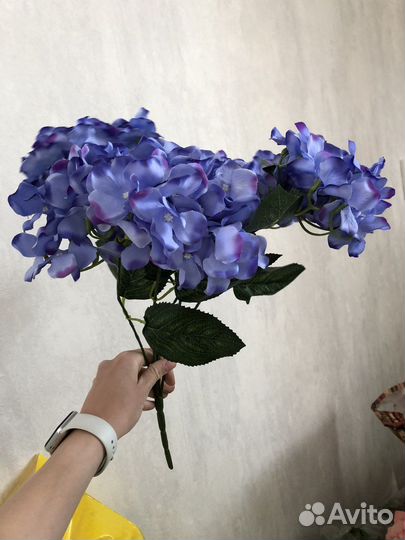 Гортензия декоративная крупная