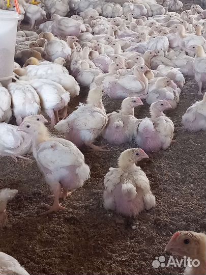 Цыплята бройлеров