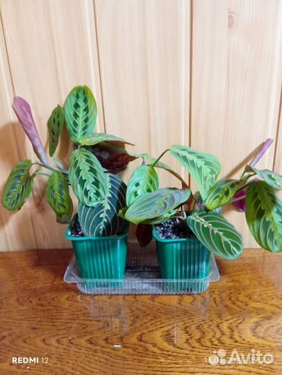 Комнатные цветы