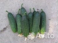 Семена Огурца 