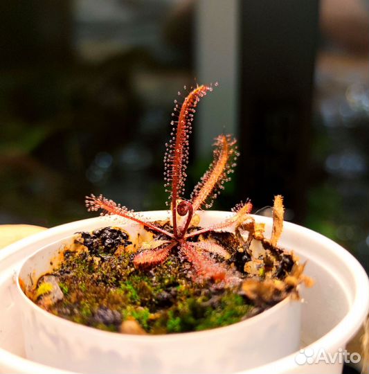 Росянка Адель