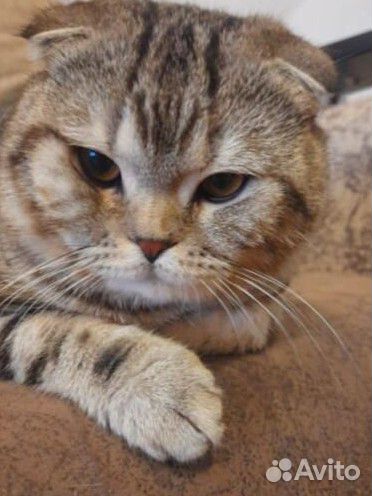 Коты для вязки