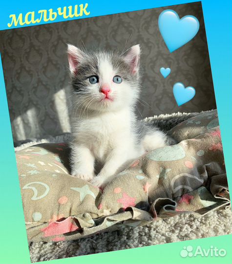 Котята мальчики и девочки