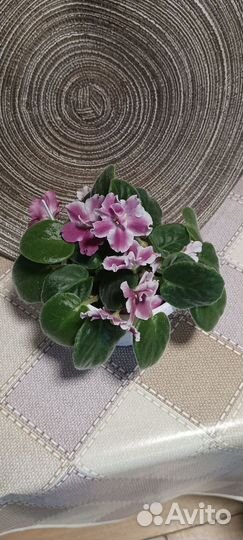 Фиалка в горшках