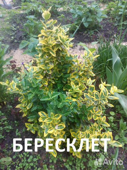 Саженцы Бересклета Форчуна