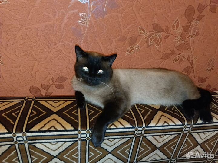 Кот Сема розыск