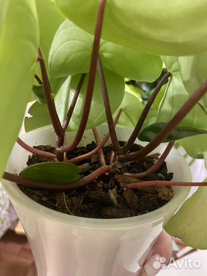 Пеперомия арбузная