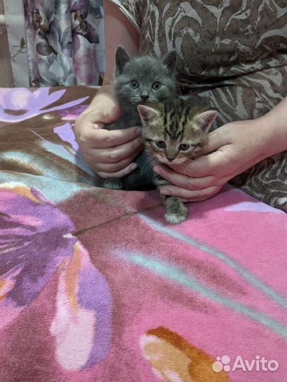 Шотландские котята