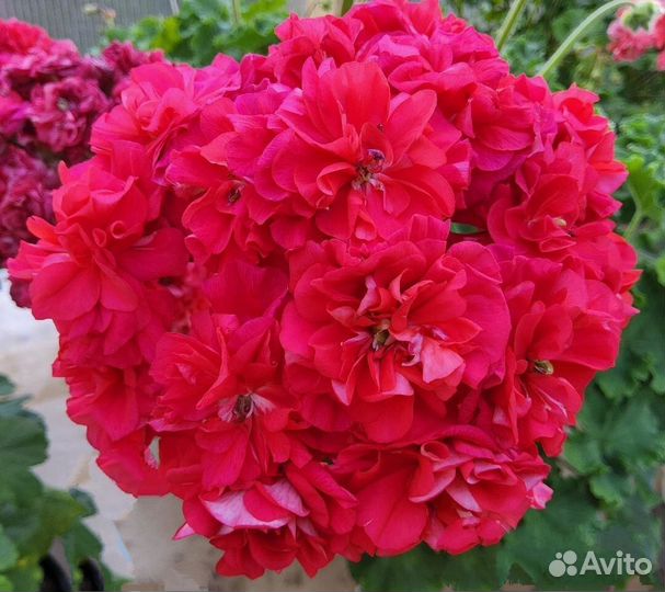 Пеларгония юг Казачка