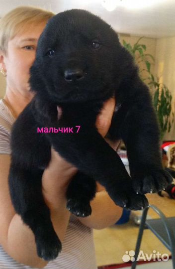 Щенки алабая