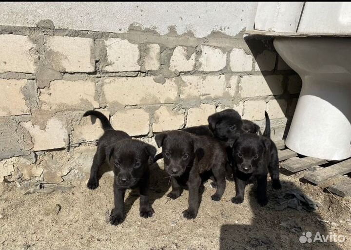 Собака помесь лабрадор