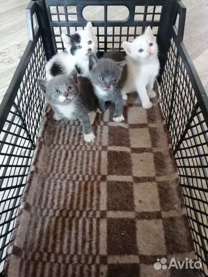 Домашние животные кошки