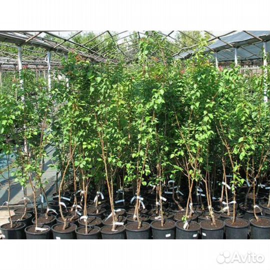 Саженцы плодовых культур