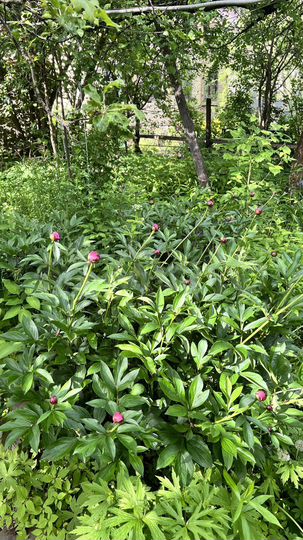 Дом 80 м² на участке 7 сот.