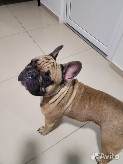 Стрижка собак груминг