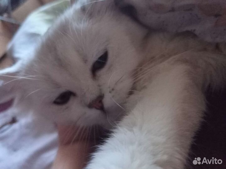 Кошечка-няшка