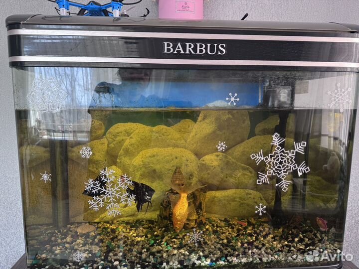 Аквариумные рыбки