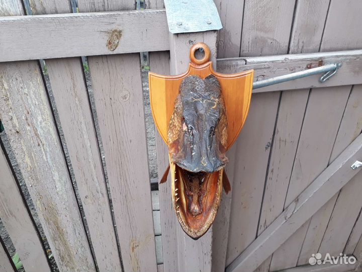 Чучело из головы рыбы Щуки