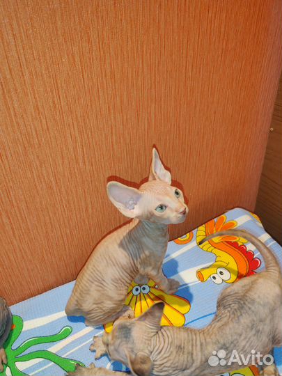 Канадский сфинкс котенок