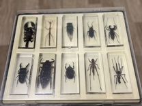 Коллекция экзотических насекомых в стекле