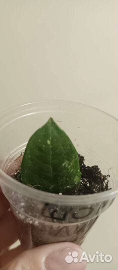 Вариегатные замиокулькасы