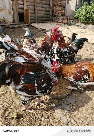 Ливенские молодые петушки