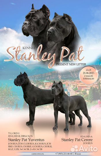 Презентация собаки