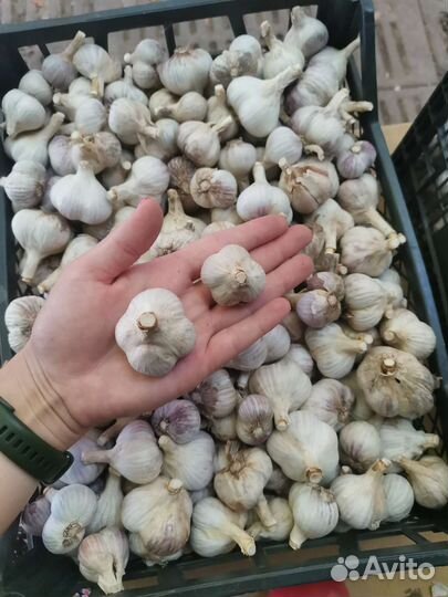Чеснок