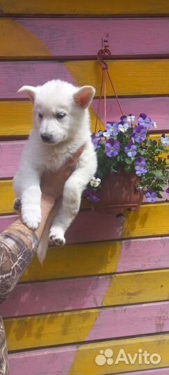 Белые волчата