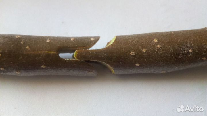 Секатор прививочный