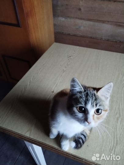 Трехцветная кошечка