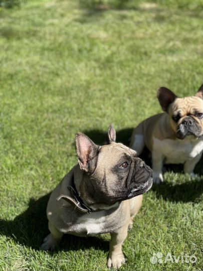 Вязка кобели на выбор французский бульдог
