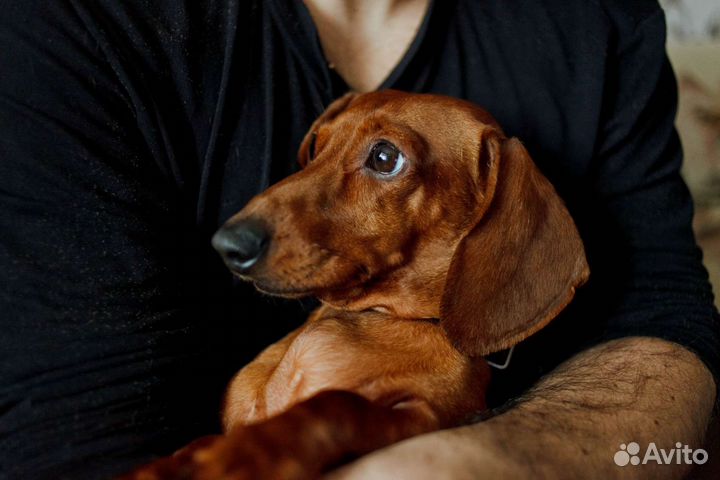 Мини Такса вязка