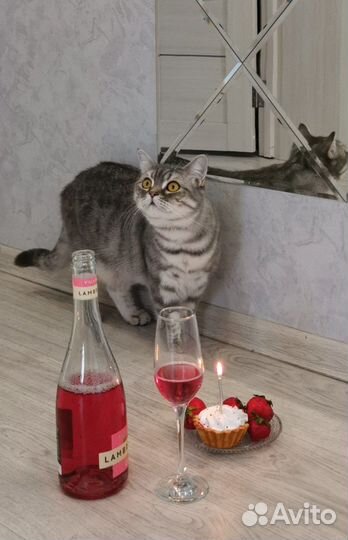 Шотландская кошка