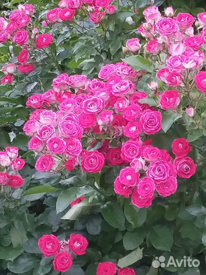 Цветущий саженец розы Шоне Кобленцерин