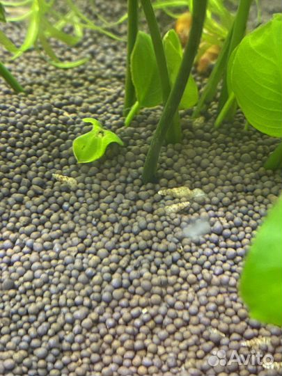 Улитки милании и катушки физы